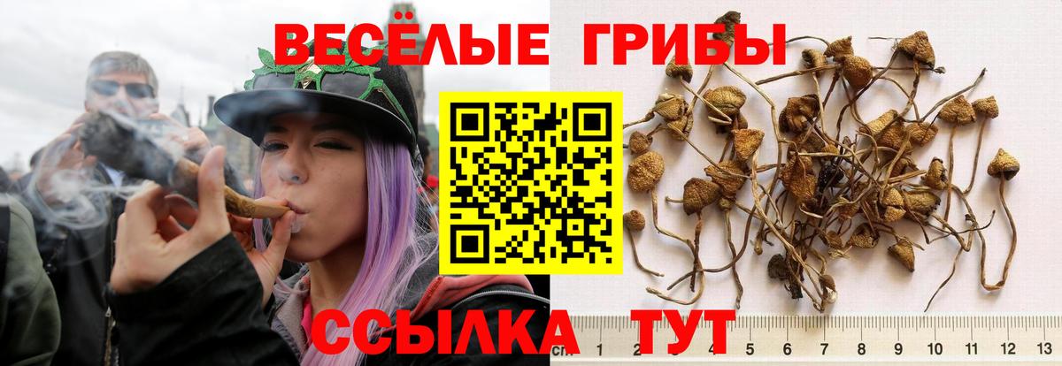 Артём  где можно купить наркотик  Вход с VPN  Галлюциногенные грибы GOLDEN TEACHER 